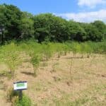Black Locust plot at Aberystwyth, May 2025