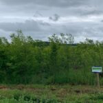 Black Locust at Auchincruive, May 2025