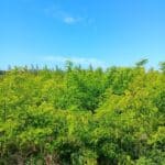 Black Locust at Headley Hall, May 2025