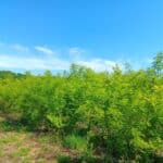 Black Locust at Headley Hall, May 2025