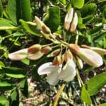 Black Locust blossom at CHesham, May 2025