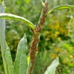 Brown aphids on Inger - North Wyke