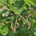 Catkins on Alder at Chesham, May 2025