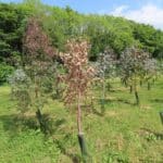 Eucalyptus at Aberystwyth, May 2025