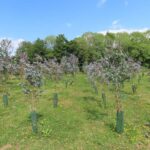 Eucalyptus at Aberystwyth, May 2025