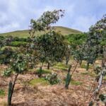 Eucalyptus at Boghall, May 2025