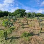 Eucalyptus at North Wyke, May 2025