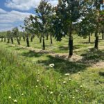 Grass Cutting amongst Eucalyptus, Chesham