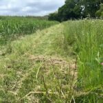Grass aisles between Miscanthus and wild flowers, Chesham