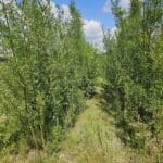 Grass aisles in Willow plots, growing over to shade. Chesham