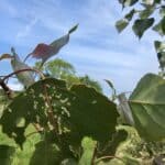 Leave damage on some Poplar, Chesham
