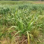 Miscanthus x giganteus, Aberystwyth, May 2025