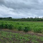 Miscanthus x giganteus, Auchincruive, May 2025