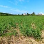 Miscanthus x giganteus, Headley Hall, May 2025