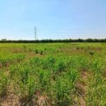 2023 Miscanthus variety trial, Headley Hall, May 2025