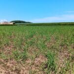 Miscanthus Athena, Headley Hall, May 2025