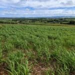 Miscanthus x giganteus, Boghall, May 2025