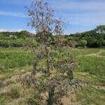 New shoots on Eucalyptus, healthy at Chesham20.5.25