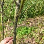 Pests on Willow at Boghall