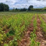 Plug sida at Boghall, May 2025