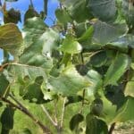 Poplar AF7 some leaves eaten, Chesham