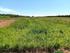 Reed Canary Grass at Headley Hall, May 2025