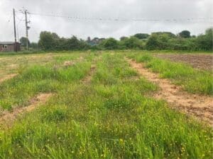 Reed Canary Grass at Aberystwyth, May 2025