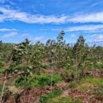 SRC Poplar at Boghall, May 2025