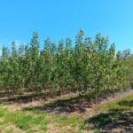 SRC Poplar at Headley Hall, May 2025