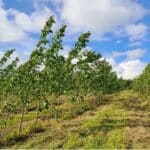 SRC Poplar at North Wyke, May 2025