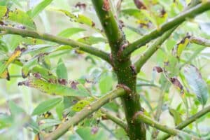 SRC Willow salix Spp