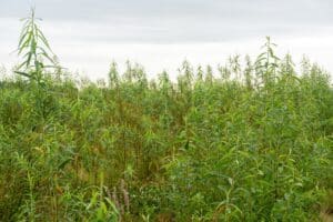 SRC Willow salix Spp