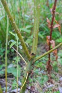 SRC Willow salix Spp