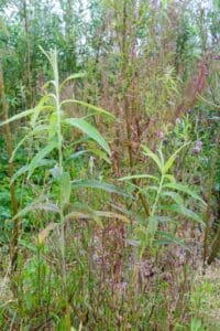 SRC Willow salix Spp