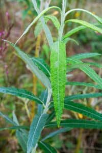 SRC Willow salix Spp