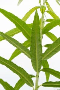 SRC Willow salix Spp