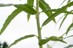 SRC Willow salix Spp