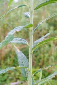SRC Willow salix Spp
