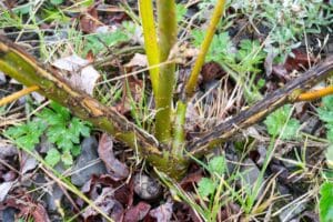 SRC Willow salix Spp