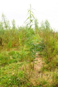 SRC Willow salix Spp