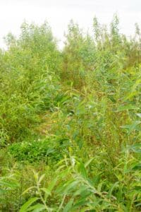 SRC Willow salix Spp