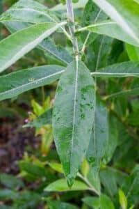 SRC Willow salix Spp