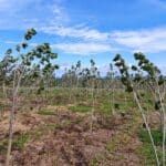 SRF Poplar at Boghall, May 2025