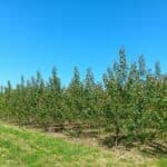 SRF Poplar at Headley Hall, May 2025