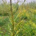 Saw Fly Damage on Willow at Aberystwyth