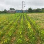 Sida Plot at Aberystwyth