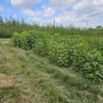 Sida growing well, some over 1.5m tall, Chesham