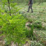 Strimming Black locust plot Chesham