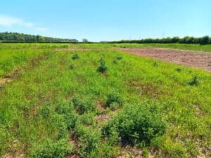 Switch Grass plot at Headley Hall, May 2025