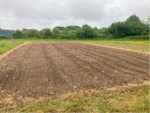 Swithcgrass plot at Aberystwyth after re-sowing and rolling